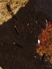 Athripsodes bergensis