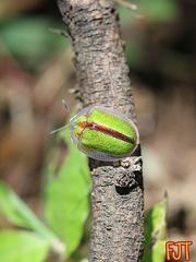 Physonota nitidicollis