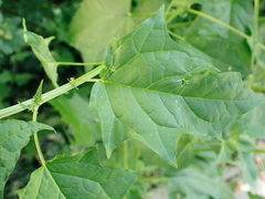 Chenopodiastrum hybridum