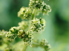 Chenopodiastrum hybridum