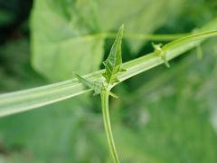 Chenopodiastrum hybridum