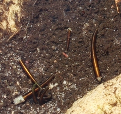 Athripsodes bergensis