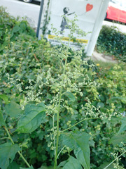 Chenopodiastrum hybridum