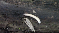 Polyzoniidae