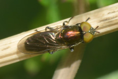 Riponnensia splendens