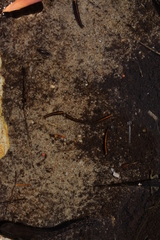 Athripsodes bergensis