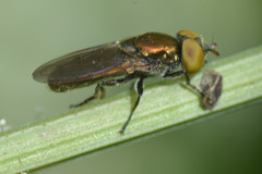 Riponnensia splendens