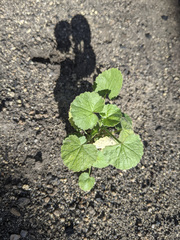 Sidalcea hickmanii parishii