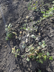 Sidalcea hickmanii parishii