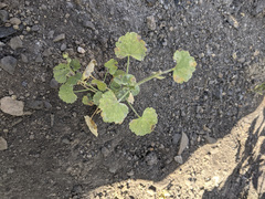 Sidalcea hickmanii parishii