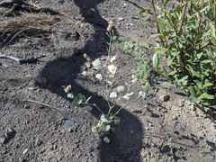 Sidalcea hickmanii parishii