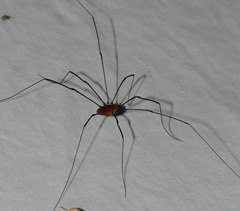 Leiobunum calcar