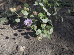 Sidalcea hickmanii parishii