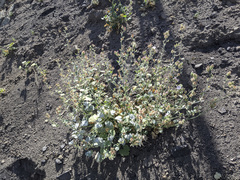 Sidalcea hickmanii parishii