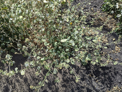 Sidalcea hickmanii parishii