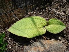 Ledebouria mokobulanensis