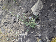 Sidalcea hickmanii parishii