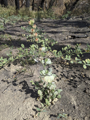 Sidalcea hickmanii parishii