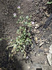 Sidalcea hickmanii parishii