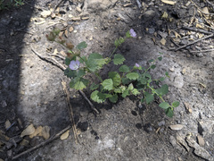 Sidalcea hickmanii parishii