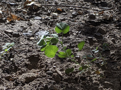 Sidalcea hickmanii parishii