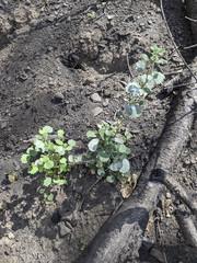 Sidalcea hickmanii parishii