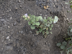 Sidalcea hickmanii parishii