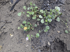 Sidalcea hickmanii parishii