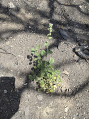 Sidalcea hickmanii parishii