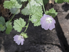 Sidalcea hickmanii parishii