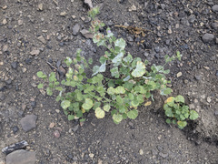 Sidalcea hickmanii parishii