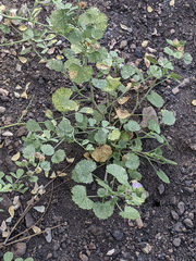 Sidalcea hickmanii parishii