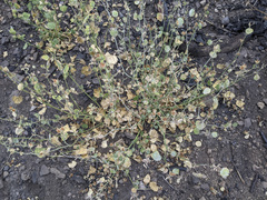 Sidalcea hickmanii parishii