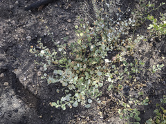 Sidalcea hickmanii parishii