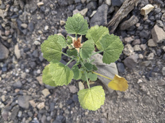 Sidalcea hickmanii parishii