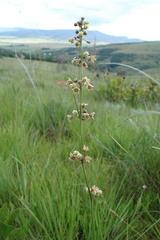 Aspidoglossum glabrescens
