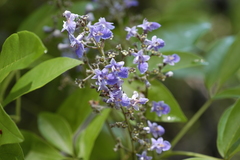 Vitex hemsleyi