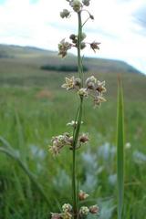 Aspidoglossum glabrescens