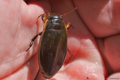 Dytiscus semisulcatus