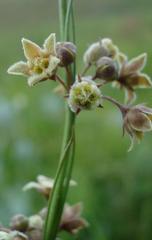 Aspidoglossum glabrescens