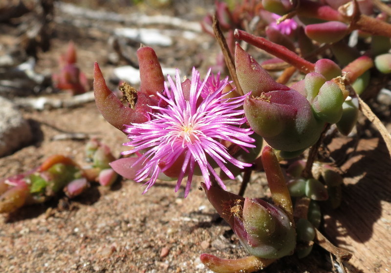 Mesembryanthemum trichotomum