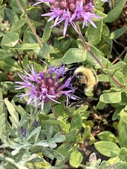 Bombus insularis
