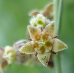 Aspidoglossum glabrescens