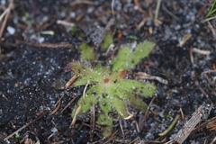 Drosera zeyheri