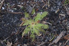 Drosera zeyheri