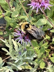 Bombus insularis