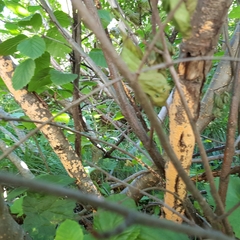 Peniophora aurantiaca