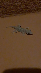 Tarentola angustimentalis