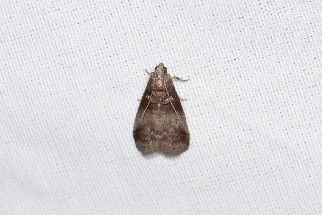 Sweetfern Leaf Casebearer