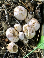 Phallogaster saccatus